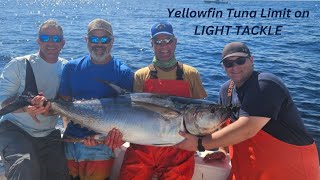 Yellowfin Tuna LIMIT on LIGHT TACKLE [upl. by Aicilef]