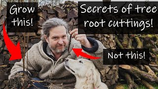 The secrets of propagating trees from root cuttings  super easy [upl. by Croix]