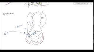 Neuroanatomy  Spinocerebellar Tract USMLE [upl. by Fusuy723]