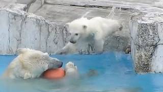 飛び込みの練習Polar Bears Baby practicing diving [upl. by Ailedo525]