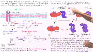 Insulin and Glucose Regulation of Glycogenesis [upl. by Damalas]