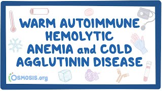 Warm autoimmune hemolytic anemia and cold agglutinin NORD [upl. by Araes]