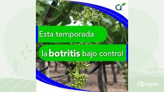 La botritis bajo control  Agrospec  Octubre 2024 [upl. by Neehs]