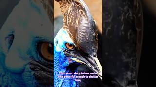 The Australian Cassowary  the deadliest bird on earth australiananimals cassowary shorts [upl. by Lrat]