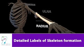 Detailed Labels of Skeleton formation [upl. by Gavrilla846]