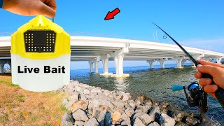 Tossing Bait Under a Giant Bridge and Caught Dinner [upl. by Nelhsa]