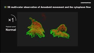 3D multicolor observation of Amoeboid movement and the cytoplasm flow [upl. by Asina]