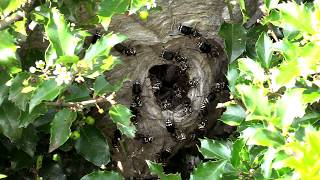 Bald Faced Hornet HUGE Nest removal Wasp Nest [upl. by Emelun27]