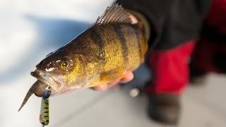 Late Ice Perch Bonanza on Lake Winnibigoshish  InDepth Outdoors TV Season 8 Episode 18 [upl. by Dewayne]