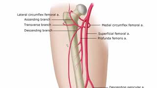 1 FRACTURA DE FEMUR DIAFISIS Y DISTALES [upl. by Jacinda]