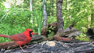 Backyard birds of the Southeast with spring sounds [upl. by Jada]