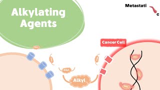 Alkylating Agents For Researchers [upl. by Bowles960]