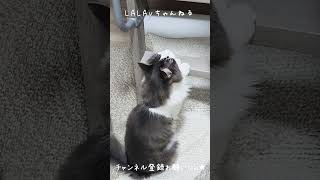 ２段ベッドのはしごを上手に登る猫 [upl. by Irrabaj468]