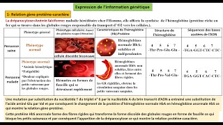 7 Expression de linformation génétique Relation gèneprotéinecaractère 2BAC PCSVT1BAC SM [upl. by Lacombe611]