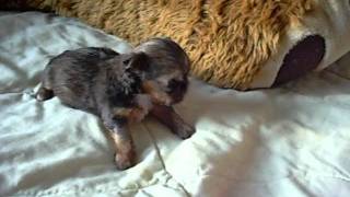 Bottle Feeding Puppies New Born Puppies Being Bottle Fed [upl. by Derriey]