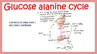 glucose alanine cycle  transport of amino acids from extra hepatic tissue [upl. by Bevon]