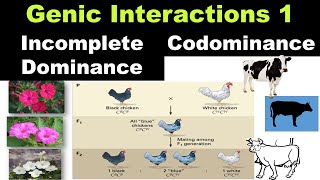 Incomplete Dominance  Co Dominance  Genic Interactions Allelic interactions  Dr Ghanshyam Jangid [upl. by Alica]