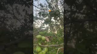 Harvesting Camachile Fruit😍 harvest harvesting camachilefruit kamatsilefruit wild trending [upl. by Morette]