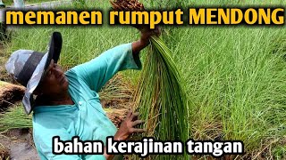 cara memanen rumput mendong fimbristylis umbellarisbahan kerajinan tangan dari serat alam [upl. by Eido]