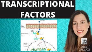 TRANSCRIPTIONAL FACTORS Gene regulation and the role of oestrogen explained [upl. by Margery]