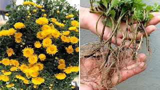 How to propagate and grow Chrysanthemums from cuttings Como propagar crisântemos [upl. by Adila]