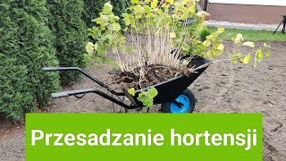 Przesadzanie hortensji [upl. by Alrep]