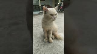 kartunkucing cat cutecat cute catlover catlover trending shorts shortsvideo fyp cats [upl. by Lliw]