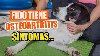 OSTEOARTRITIS en PERROS 🐶🩻Síntomas Causas y Qué Hacer [upl. by Amlas]