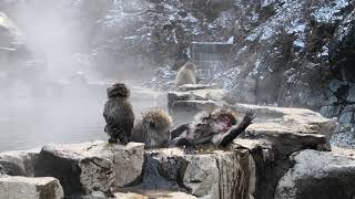 Yudanaka Japan Jigokudani snow monkey Park monkey in hot spring [upl. by Lougheed]