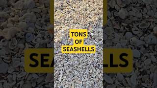 LOOK OVER Here TONS of Seashells 🤯 collectingseashells seashells [upl. by Stratton]