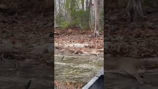 MAINE BUCK  retrieval with a CANOE maine whitetaildeer [upl. by Nyleve]