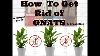 How to Get Rid of Gnats in Houseplants [upl. by Slater]