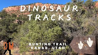 Bunting Trail Dinosaur Tracks [upl. by Suirred256]