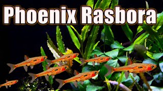 A Tiny Fish You NEED Phoenix Rasbora Care and Breeding [upl. by Odraboel]