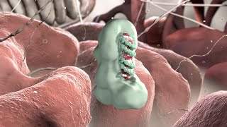 Gene Silencing by Micro RNA  Medical Animation [upl. by Aileen]