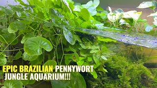 EPIC Brazilian Pennywort Jungle Aquarium [upl. by Luigi786]