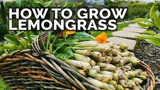 How to Grow Lemongrass and Propagate it FOREVER [upl. by Ariada536]