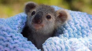 Adorable Baby Koala Rescued [upl. by Attenborough]