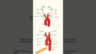 BRANCHES OF AORTA nursingstudent medicalstudent shortsvideo [upl. by Gwenny]