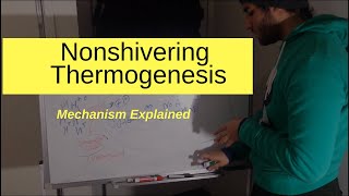 Nonshivering Thermogenesis Explained [upl. by Rednaxela]