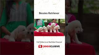 Watch full video  Bessies Retriever  Indias Best Golden Retriever goldenretriever [upl. by Karina]