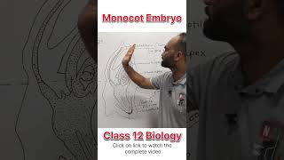 Monocot Embryo  Class 12 Biology  dhimansbiology biologyclass12 embryos [upl. by Oetam]