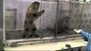 Capuchin Monkeys Reject Unequal Pay [upl. by Leidag]