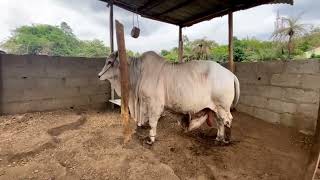 Nigeria Sokoto Gudali  bokolo breed fattened Bull [upl. by Aninaig]