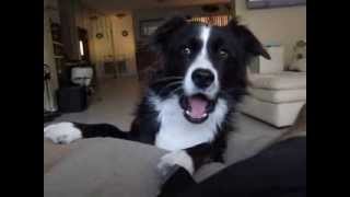 The Talking Border Collie Sadie Part 1 [upl. by Robson693]