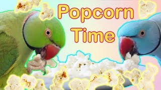 POPCORN TREAT FOR MY BIRDS [upl. by Daphene]