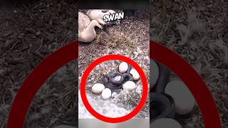 Man rescued swan eggs from snake🥹❤️ short animalrescue [upl. by Ahsinet]