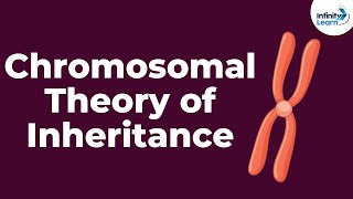 Xlinked Genes Patterns of Inheritance [upl. by Boote]