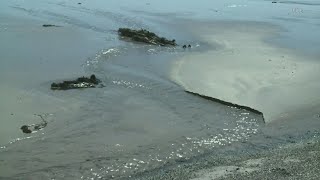 Swimmers warned of elevated bacteria levels at Willard Beach [upl. by Solrac481]