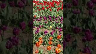 kashmir tulip Colour of tulips gulabi saree [upl. by Oivatco]